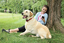 Load image into Gallery viewer, Stay + Play Wireless Fence Stubborn Dog Add-A-Dog Extra Receiver Collar

